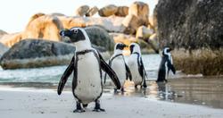 Six penguins at Indiana zoo die of avian malaria