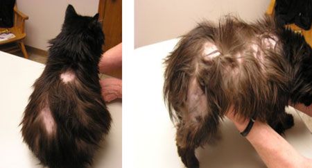 The Feline Facets Of Cushing S Disease The Feline Facets Of Cushing S Disease