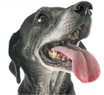 veterinary_senior_dental_220-1.jpg