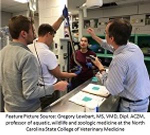 NCSU'S Turtle Rescue Team Gives Students A Walk On The Wild Side