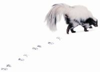 Skunk Spray Toxicosis An Odiferous Tale Skunk Spray Toxicosis An Odiferous Tale