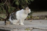 CDC warns of rabies risks following Maryland feral cat outbreak