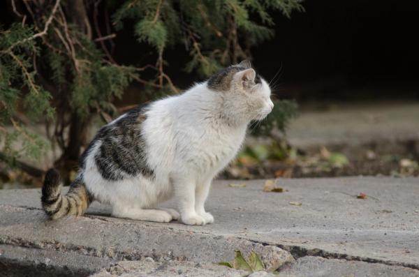 CDC warns of rabies risks following Maryland feral cat outbreak