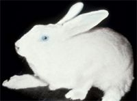 Diagnosing and treating common neurologic diseases in rabbits