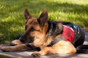 how dogs help people with ptsd