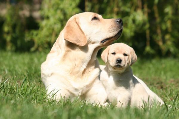 Purina Life Span Study data used to test biological age tool in dogs