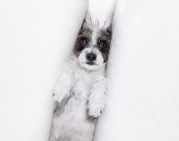 veterinary-stressed-dog-AdobeStock_219008185-450.jpg