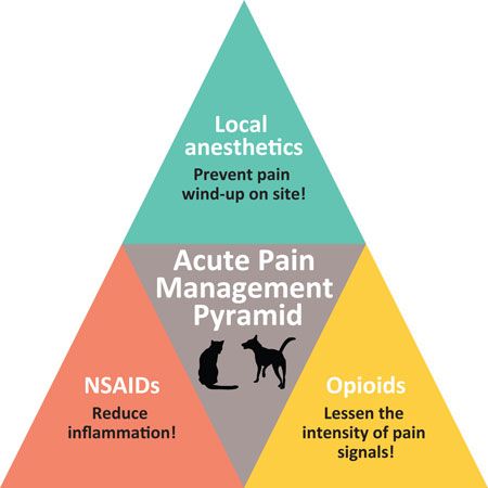 pain_pyramid_450.jpg
