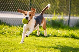 Protecting more than paws: A guide to choosing safe and effective dog sunscreen