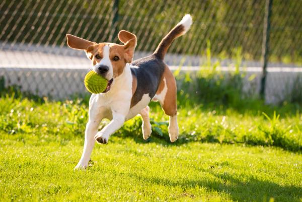 Protecting more than paws: A guide to choosing safe and effective dog sunscreen