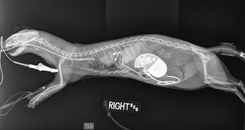 KState_Zelda_radiograph_ferret_pacemaker_450.jpg