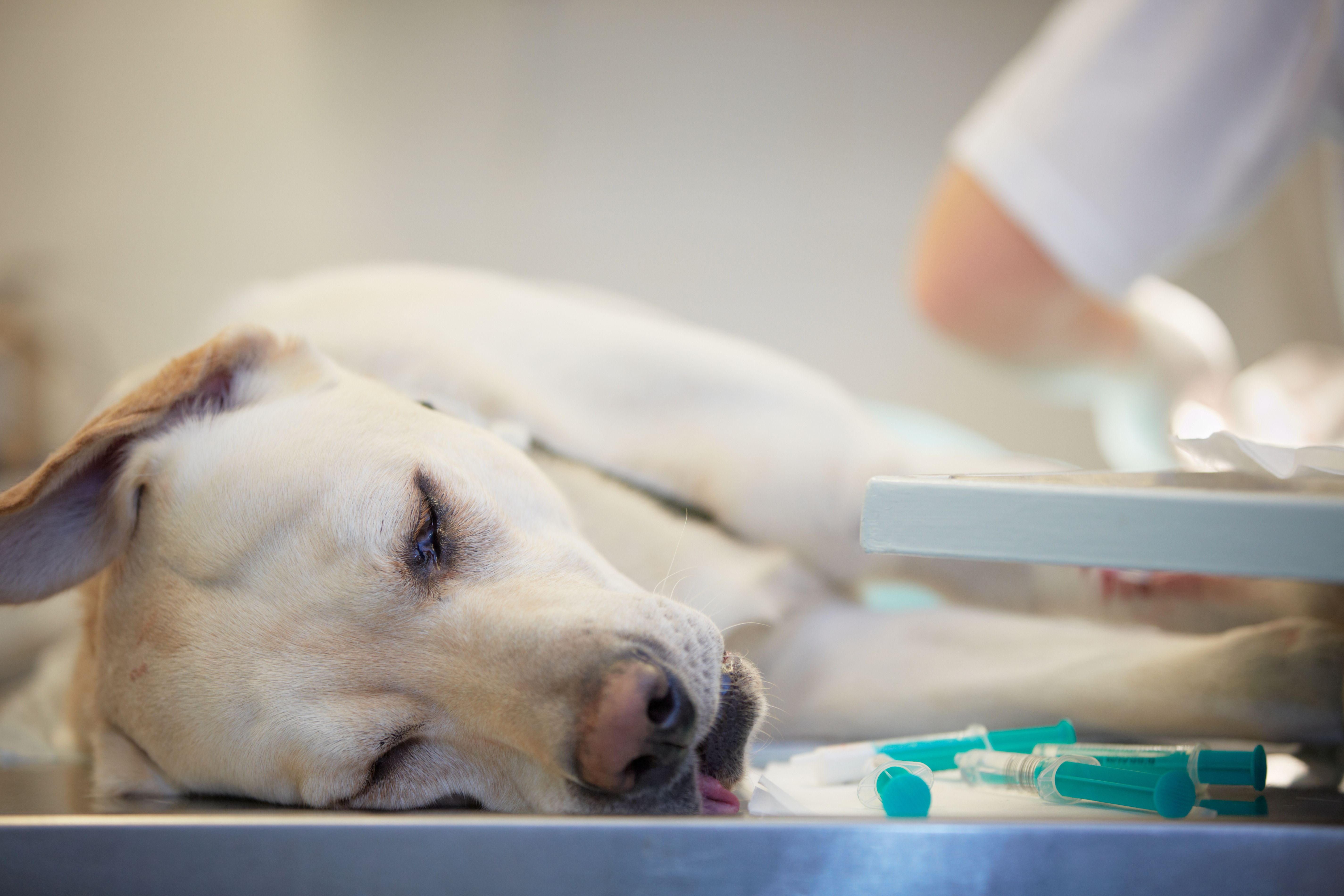 Собака после эпилепсии. Лабрадор в ветеринарной клинике.