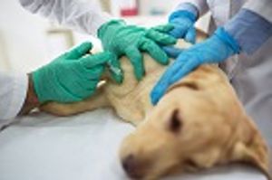 Veterinarians Can Exhale About Ketamine—For Now