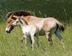 Rare Przewalski's horse foal born at an England zoo  