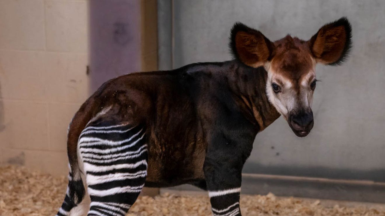 OKC Zoo celebrates birth of a rare, endangered okapi calf