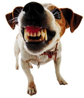 dog_jack_russell_snarl_220_78620610.jpg