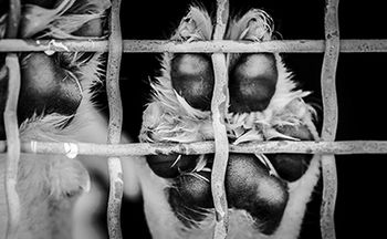 veterinary_dog_paw_shelter_rescue_shutterstock_355659131_f450.jpg