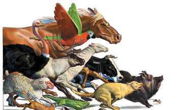 Stampedeanimals_450.jpg