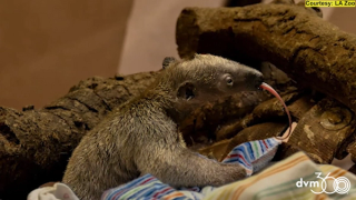 Tamandua pup born, Morris Animal Foundation accepting research proposals, and more