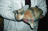Diagnosing and treating common neurologic diseases in rabbits