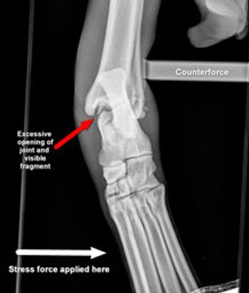Duerr_Figure-1.jpg