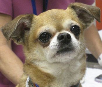 puppy-771543-1384160273149.jpg