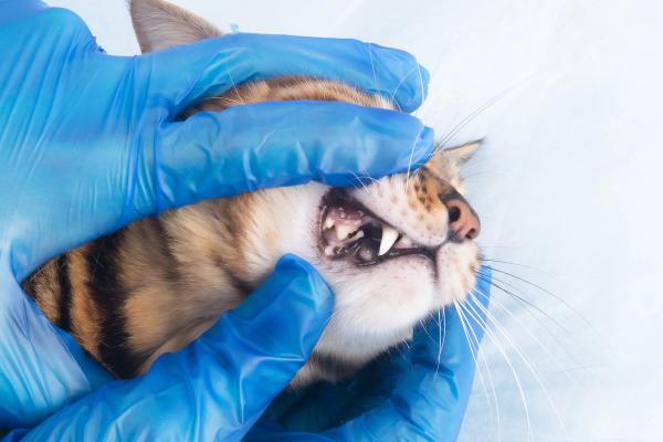 Feline oral and dental guidelines
