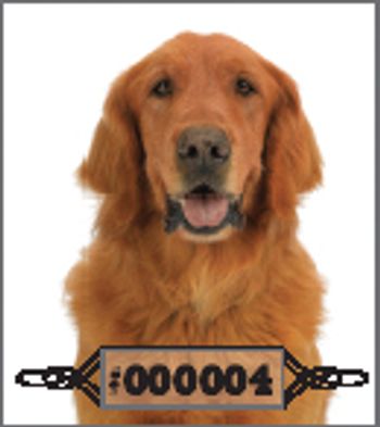 Veterinary_Golden-627619-1384497611404.jpg