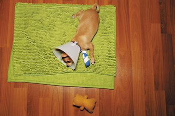 veterinary-sick-dog-450px-shutterstock-392427064.jpg
