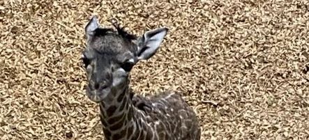 Seneca Park Zoo’s male Masai giraffe calf suffers from leg issue and