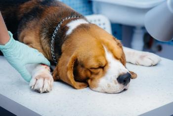Canine anesthesia