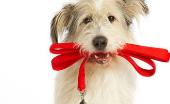veterinary_dog_leash_walk_red_450.jpg