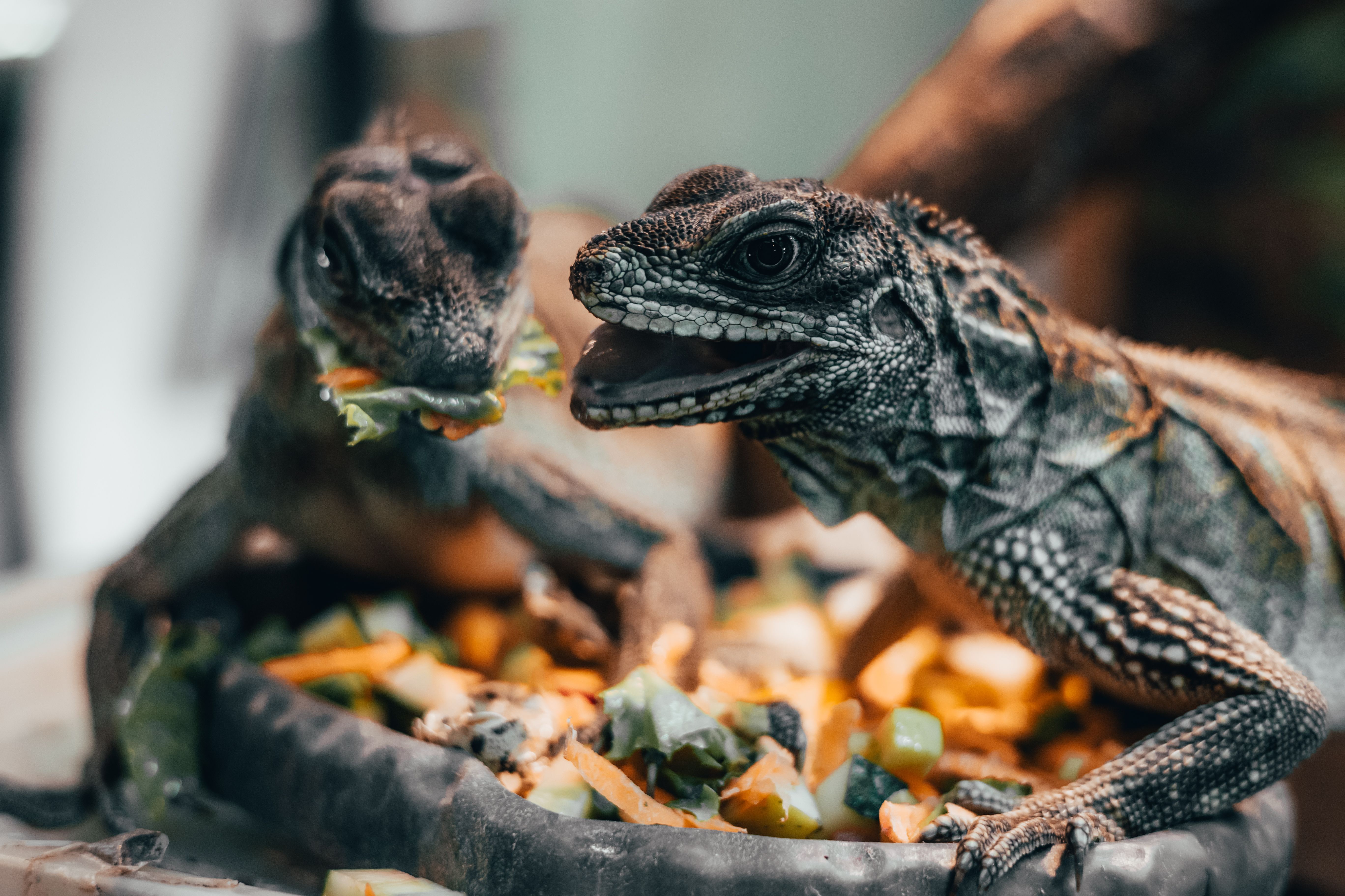 Diversity is the key to success with reptile diets