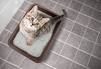 veterinary_cat_litterbox_AdobeStock_Andrey_Kuzmin_197186407_450.jpg
