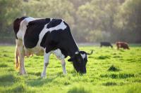 Dairy cattle
