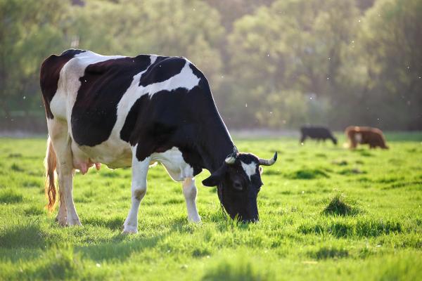 Dairy cattle