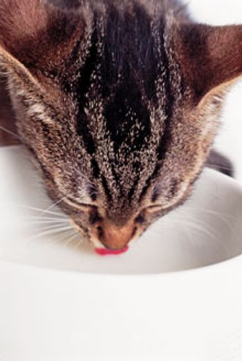 veterinary_cat_drinking_AB02587_220.jpg