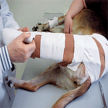 veterinary_crowe_5-608371-1384505742400.gif