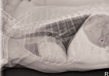 veterinary_Fig-1A.jpg