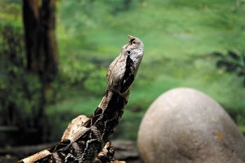 veterinary-gaboon-viper-450px-shutterstock-443957362.jpg