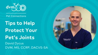 Tips to help protect your pet's joints