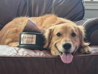 Golden retriever rescued after 72 days lost in the mountains wins 2026 Nationwide Hambone Award