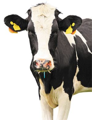 veterinary-cow_0511-450px-84224786-cutout.jpg