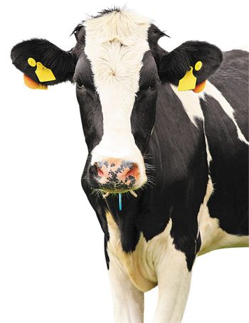 veterinary-cow_0511-450px-84224786-cutout.jpg