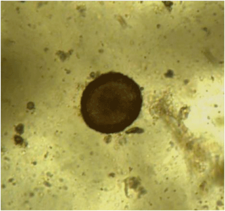 EqParascaris1_454-686674-1384223630414.gif