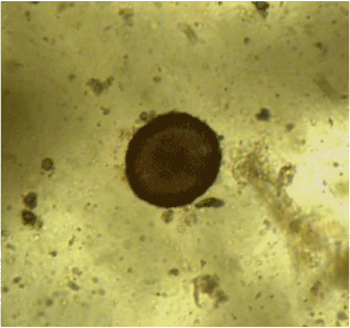 EqParascaris1_454-686674-1384223630414.gif