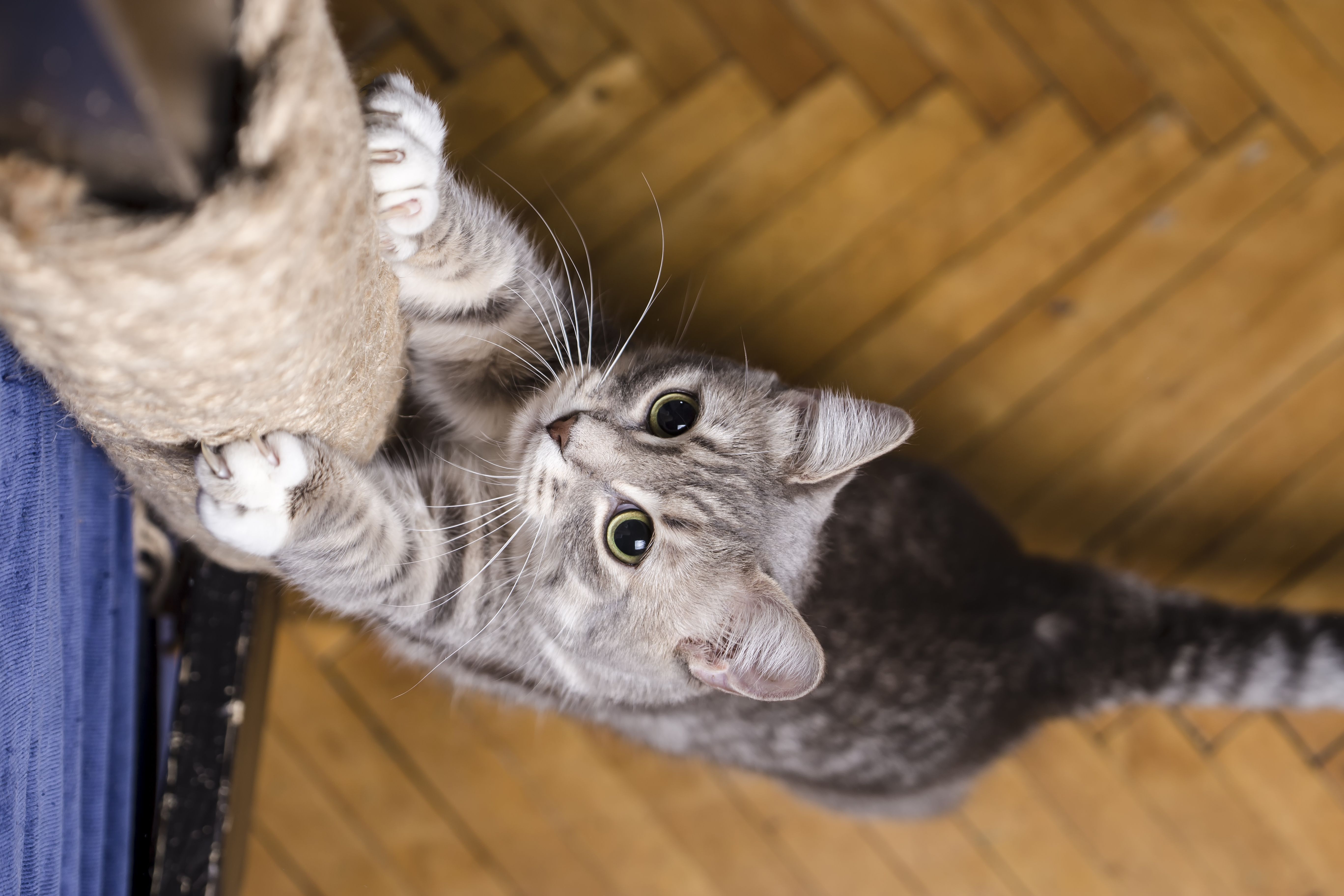 cat scratching post with claws