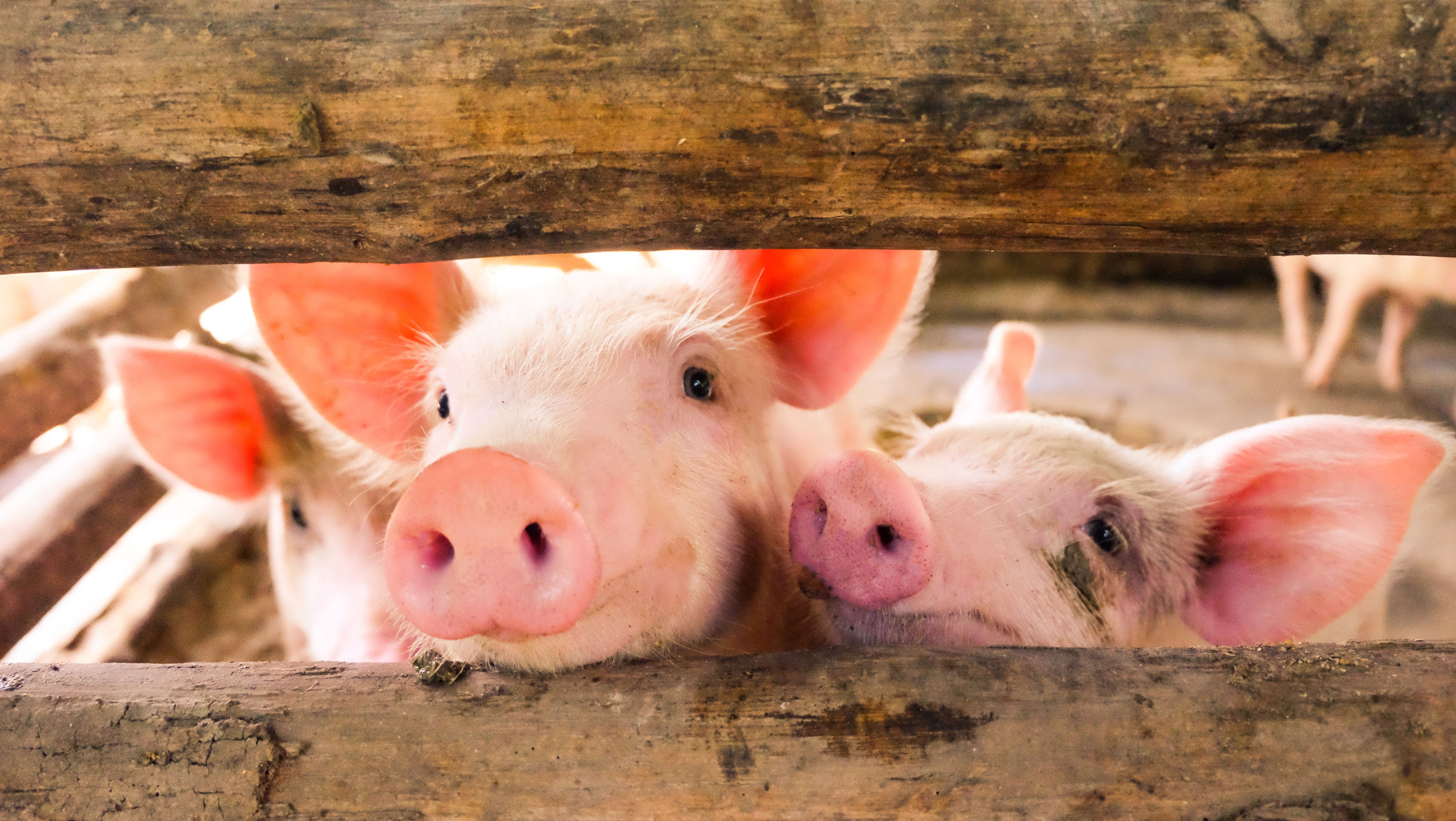 Researchers develop rapid detection tool for swine disease