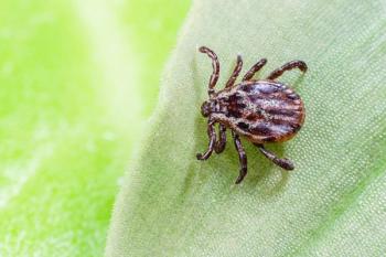 American Dog Tick