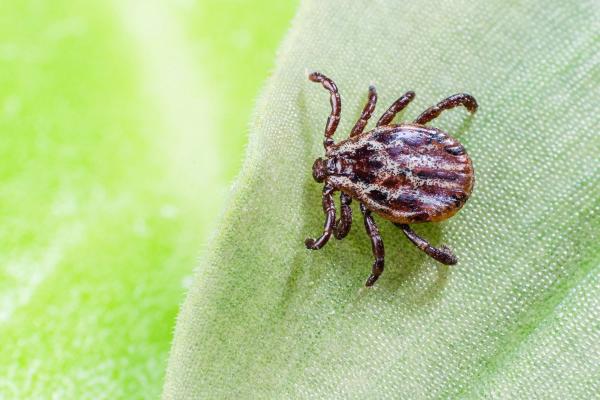 American Dog Tick